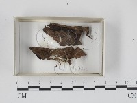 登錄號:F0018249藏品圖，第1張