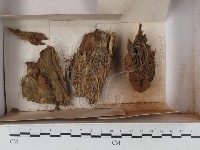 登錄號:F0018259藏品圖，第1張