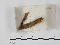 登錄號:F0018268藏品圖，第1張