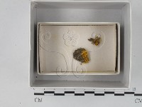 登錄號:F0018284藏品圖，第1張