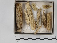 登錄號:F0018288藏品圖，第1張