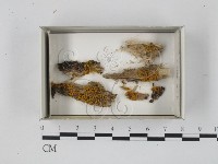 登錄號:F0018289藏品圖，第1張
