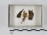 登錄號:F0018290藏品圖，第1張