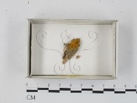 登錄號:F0018291藏品圖，第1張