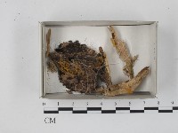登錄號:F0018297藏品圖，第1張