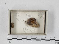 登錄號:F0018300藏品圖，第1張