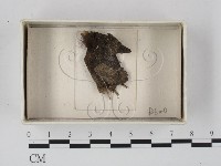 登錄號:F0018301藏品圖，第1張