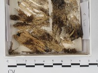 登錄號:F0018304藏品圖，第1張