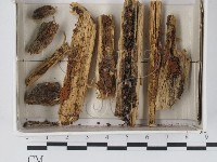 登錄號:F0018305藏品圖，第1張