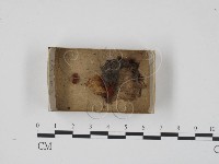 登錄號:F0018310藏品圖，第1張