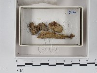 登錄號:F0018312藏品圖，第1張