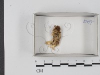 登錄號:F0018317藏品圖，第1張