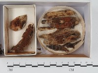 登錄號:F0018321藏品圖，第1張