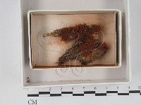 登錄號:F0018329藏品圖，第1張