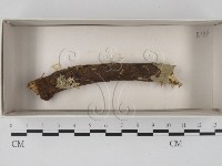 館號:F0018336藏品圖，第1張