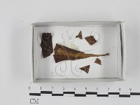 登錄號:F0018339藏品圖，第1張