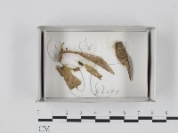 登錄號:F0018340藏品圖，第1張