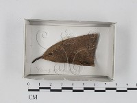 登錄號:F0018341藏品圖，第1張