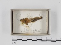 登錄號:F0018342藏品圖，第1張