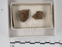 登錄號:F0018348藏品圖，第1張