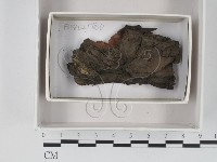 登錄號:F0018354藏品圖，第1張