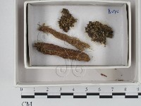 登錄號:F0018369藏品圖，第1張