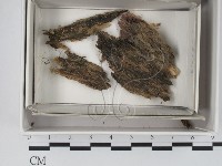 登錄號:F0018370藏品圖，第1張