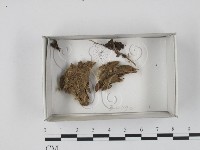 登錄號:F0018378藏品圖，第1張