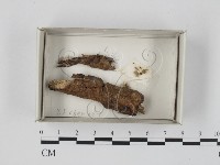 登錄號:F0018380藏品圖，第1張