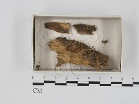 登錄號:F0018383藏品圖，第1張