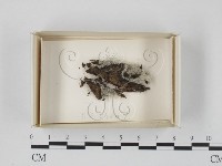 登錄號:F0018392藏品圖，第1張