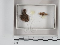 登錄號:F0018394藏品圖，第1張