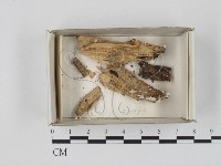 登錄號:F0018402藏品圖，第1張