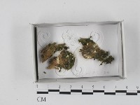 登錄號:F0018406藏品圖，第1張