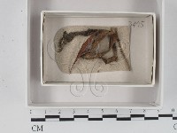 登錄號:F0018412藏品圖，第1張