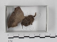 登錄號:F0018418藏品圖，第1張