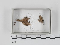登錄號:F0018422藏品圖，第1張