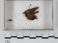登錄號:F0018439藏品圖，第1張