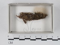 登錄號:F0018440藏品圖，第1張