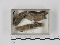 登錄號:F0018448藏品圖，第1張