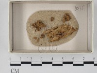 登錄號:F0018455藏品圖，第1張