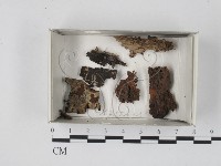 館號:F0018460藏品圖，第1張