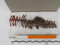 登錄號:F0018465藏品圖，第1張