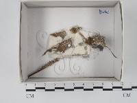 登錄號:F0018466藏品圖，第1張