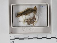 登錄號:F0018468藏品圖，第1張