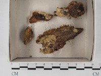 登錄號:F0018494藏品圖，第1張