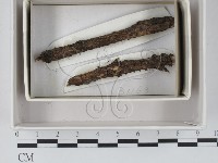 登錄號:F0018500藏品圖，第1張