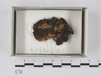 登錄號:F0018504藏品圖，第1張