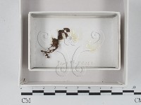 登錄號:F0018508藏品圖，第1張
