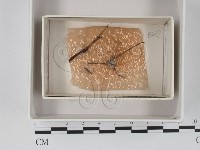 登錄號:F0018512藏品圖，第1張